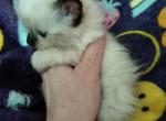 Ragdoll kittens now ready for reservation - Ragdoll Kitten For Sale - Phoenix, AZ, US