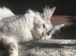 Royal Jewels Litter - Maine Coon Kitten For Sale - Jackson Springs, NC, US