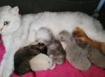 Pearl's litter - Scottish Fold Kitten For Sale - 