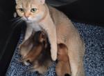 Nala's Litter - Scottish Fold Kitten For Sale - Cleveland, OH, US