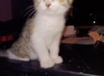 mini Cali - Domestic Kitten For Adoption - Sugar Hill, GA, US