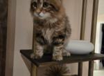 Max - Kurilian Bobtail Kitten For Sale - FL, US