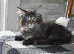 Maine Coon kittens  TICA Registered - Maine Coon Kitten For Adoption - Manchester, NH, US