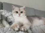 Leila Blue Golden - British Shorthair Kitten For Sale - 