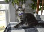 Maine Coon kittens  TICA Registered - Maine Coon Kitten For Adoption - Manchester, NH, US