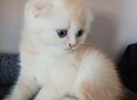 Casper - Scottish Fold Kitten For Sale - 