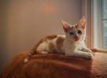 Frito - Munchkin Kitten For Sale - Jemison, AL, US