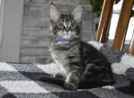 Maine Coons Ready Now TICA Registered - Maine Coon Kitten For Adoption - 