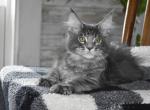 Maine Coons Ready Now TICA Registered - Maine Coon Kitten For Adoption - Manchester, NH, US