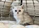 kitty - Scottish Straight Kitten For Sale - CO, US