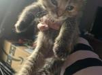 Raisin - Domestic Kitten For Sale - 