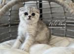 cuteness - Scottish Fold Kitten For Sale - CO, US