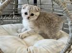 Romeo - Scottish Fold Kitten For Sale - CO, US