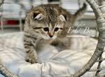 Melo - Scottish Fold Kitten For Sale - 