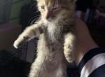 Tuffed - Domestic Kitten For Sale - 