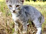 Silver - American Shorthair Kitten For Sale - 