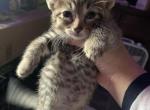 Codependence - Domestic Kitten For Sale - 