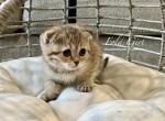 Kitten - Scottish Fold Kitten For Sale - CO, US