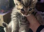 Chunky - Domestic Kitten For Sale - 