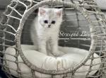 Boss - Scottish Straight Kitten For Sale - CO, US