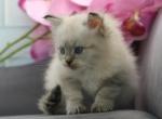 Calloway of RomanovCats - Siberian Kitten For Sale - Ashburn, VA, US