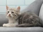 Atlas of Romanov Dynasty - Siberian Kitten For Sale - Ashburn, VA, US