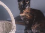 Sugar Last Poly - Maine Coon Kitten For Sale - NY, US