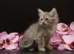 Nadezhda CFA certified - Siberian Cat For Sale - Ashburn, VA, US