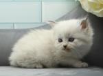 Firefly of Romanov Dynasty - Siberian Kitten For Sale - Ashburn, VA, US