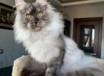 Grey - Maine Coon Kitten For Sale - Gurnee, IL, US