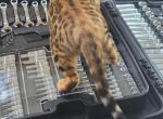 Two boy bengal kittens with bloodline from Russia - Bengal Kitten For Sale - Cumming, GA, US