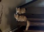 Sweet Potato - Maine Coon Kitten For Sale - Columbia, MO, US