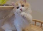 Momo - Munchkin Kitten For Sale - Chino, CA, US