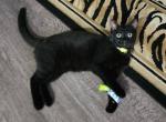 Panther Melanistic bengal male - Bengal Cat For Adoption - FL, US