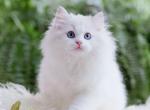 Cici - Ragdoll Kitten For Sale - Setauket- East Setauket, NY, US