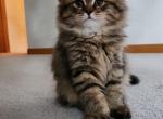 Tiger - Scottish Straight Kitten For Sale - Des Plaines, IL, US