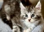 Polina - Maine Coon Kitten For Sale - Brooklyn, NY, US