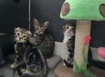 Gingers 2cnd littler - Bengal Kitten For Sale - Denver, CO, US