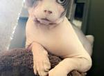 Kaito KO - Sphynx Cat For Sale - Tuckerton, NJ, US