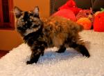 Dora split splash and wolf - Persian Kitten For Sale - Conyers, GA, US