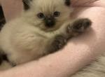 Miley - Ragdoll Kitten For Sale - 