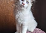 TICA Bicolor Ragdoll Kitten Male - Ragdoll Kitten For Sale - 