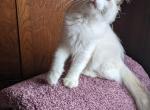 Bicolor Ragdoll Kitten Male - Ragdoll Kitten For Sale - 