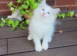 Samson - Ragdoll Kitten For Sale - Glendale, AZ, US