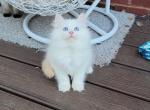 Ruby - Ragdoll Kitten For Sale - Phoenix, AZ, US