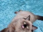 Knox - Ragdoll Kitten For Sale - Glendale, AZ, US