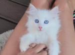 Ruby - Ragdoll Kitten For Sale - Glendale, AZ, US