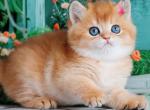 Gordon - British Shorthair Kitten For Sale - Pembroke Pines, FL, US