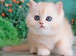 Gideon - British Shorthair Kitten For Sale - Pembroke Pines, FL, US