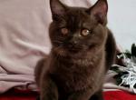 Winona - British Shorthair Kitten For Sale - Pembroke Pines, FL, US